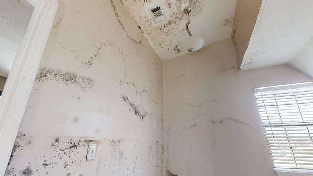 Best Airborne Mold Testing  in Logan, UT