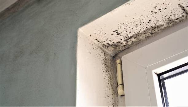 Best Attic Mold Removal  in Logan, UT