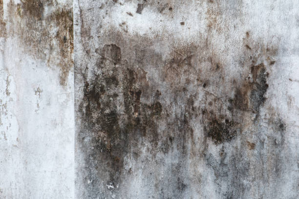 Best Black Mold Removal  in Logan, UT