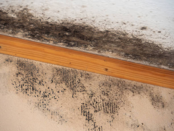Best Forensic Mold Investigation  in Logan, UT