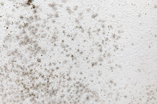 Best Mold Damage Restoration  in Logan, UT