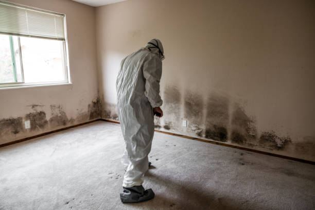 Best Mold Odor Removal Services  in Logan, UT
